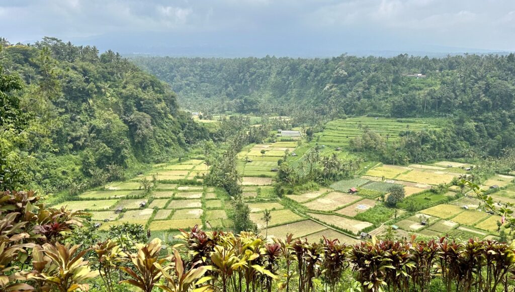 rýžové terasy bali