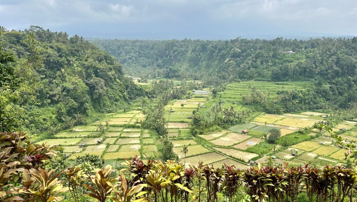 rýžové terasy bali