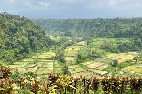 rýžové terasy bali