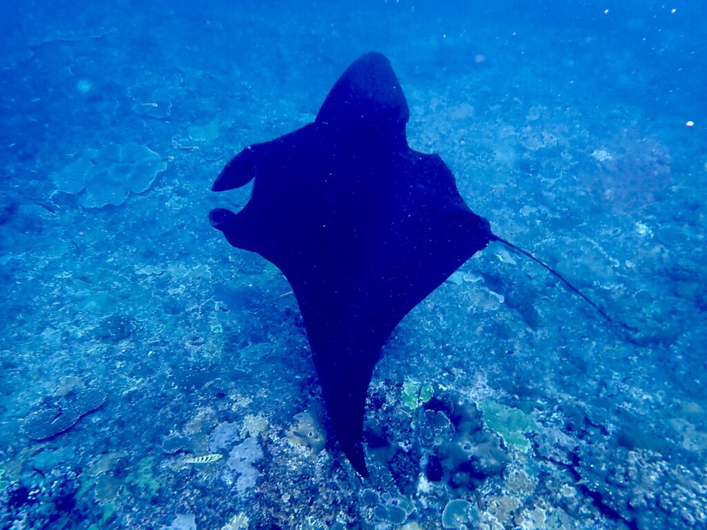 Manta Nusa Penida Bali