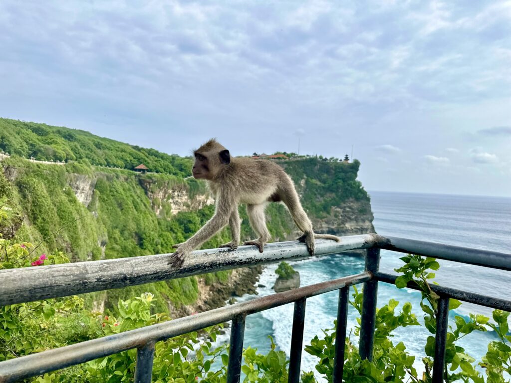 Uluwatu chrám opic opice